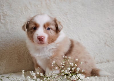 Les chiots de Berger Américain Miniature 