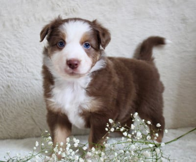 Les chiots de Berger Américain Miniature 
