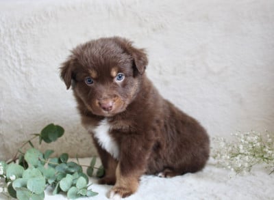 Les chiots de Berger Américain Miniature 