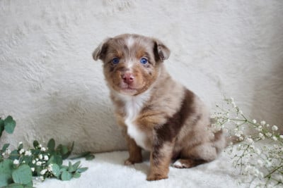 Les chiots de Berger Américain Miniature 