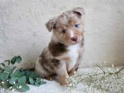 Les chiots de Berger Américain Miniature 