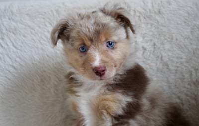 Les chiots de Berger Américain Miniature 