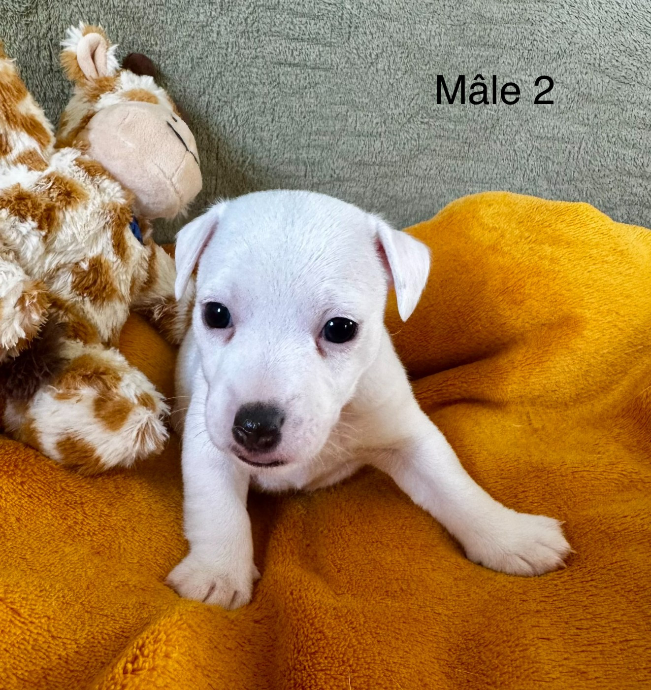 Chiot N°2 - Jack Russell Terrier