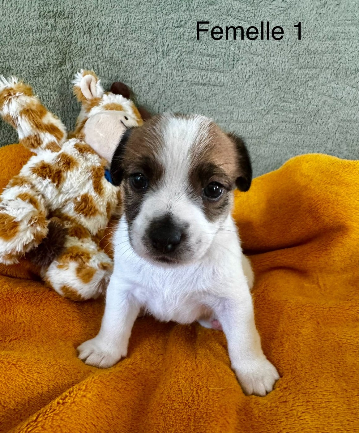 Chiot N°3 - Jack Russell Terrier