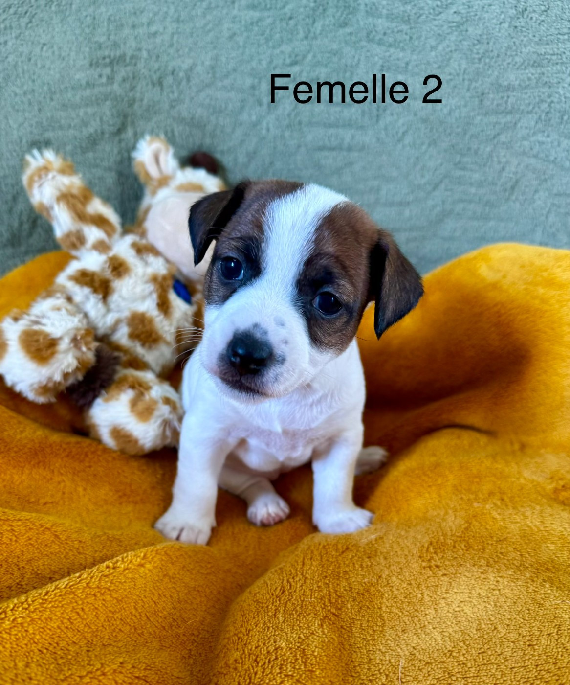 Chiot N°4 - Jack Russell Terrier