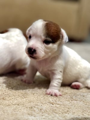 Les chiots de Jack Russell Terrier