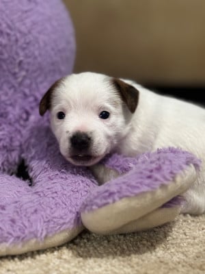 Les chiots de Jack Russell Terrier