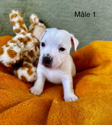 Les chiots de Jack Russell Terrier