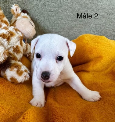 Les chiots de Jack Russell Terrier