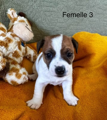 Les chiots de Jack Russell Terrier