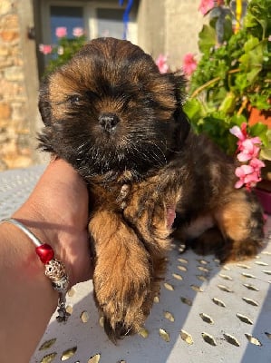 Les chiots de Shih Tzu
