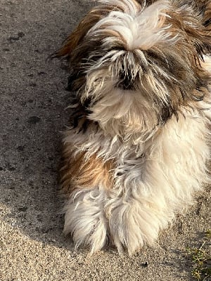 Les chiots de Shih Tzu