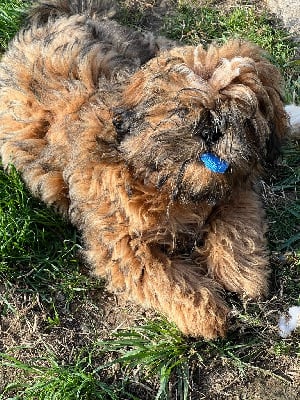 Les chiots de Shih Tzu
