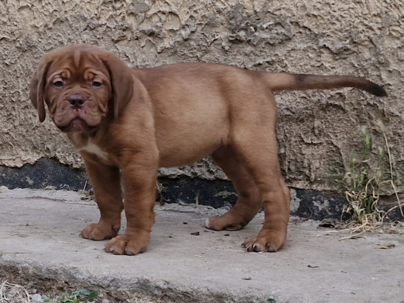 Babylone - Dogue de Bordeaux