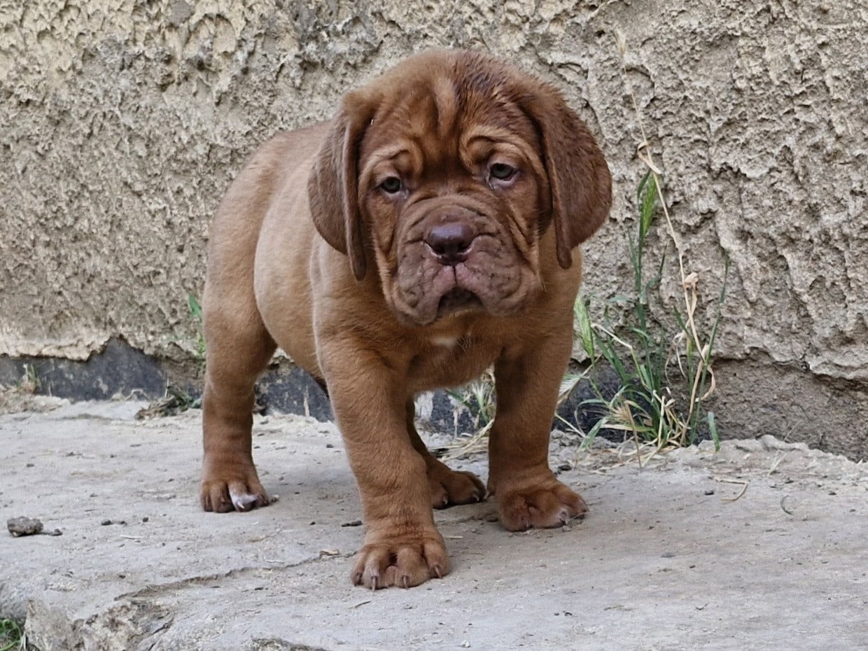 Betty boop - Dogue de Bordeaux