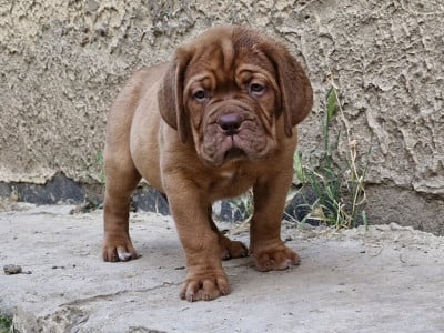 Les chiots de Dogue de Bordeaux