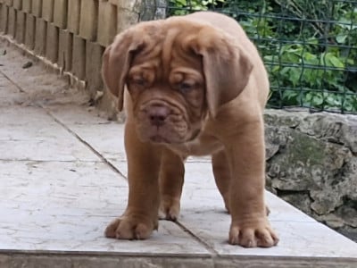 Les chiots de Dogue de Bordeaux