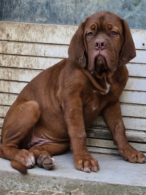 Les chiots de Dogue de Bordeaux