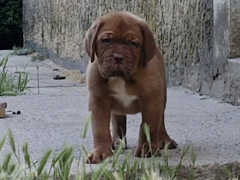 Dogue de Bordeaux - des gargans d'or