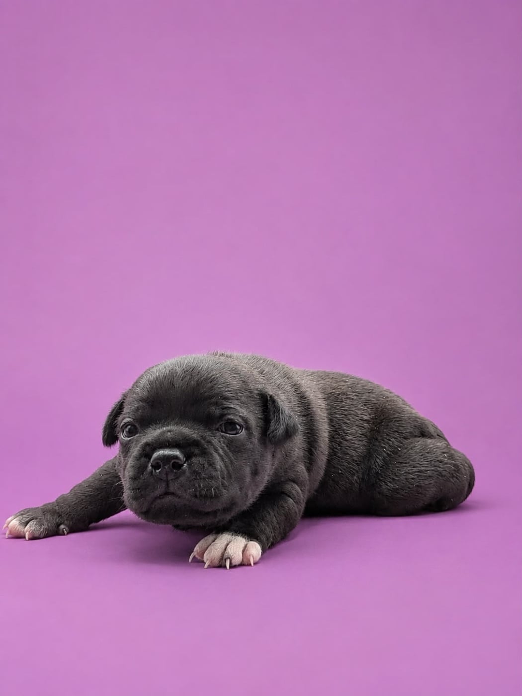 F1 - Staffordshire Bull Terrier