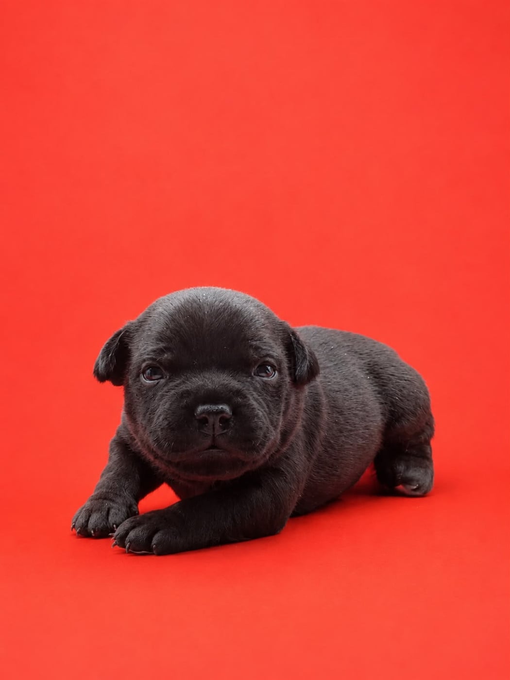 M1 - Staffordshire Bull Terrier
