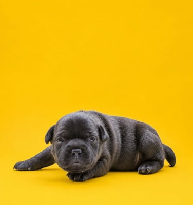 Les chiots de Staffordshire Bull Terrier