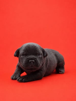 Les chiots de Staffordshire Bull Terrier