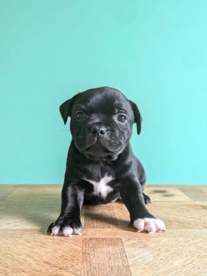 Les chiots de Staffordshire Bull Terrier