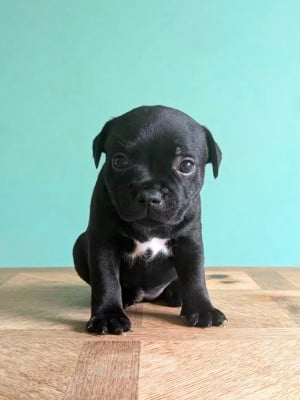 Les chiots de Staffordshire Bull Terrier