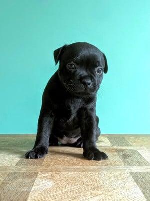 Les chiots de Staffordshire Bull Terrier