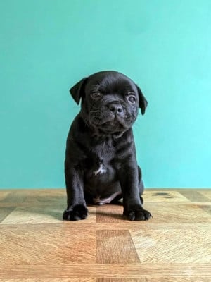 Les chiots de Staffordshire Bull Terrier