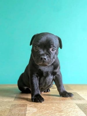 Les chiots de Staffordshire Bull Terrier