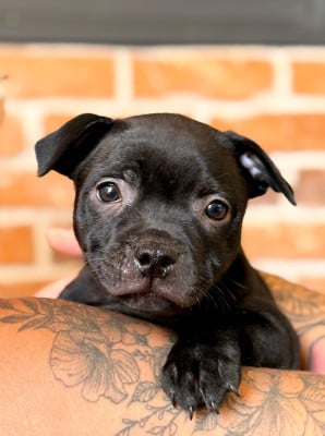 Les chiots de Staffordshire Bull Terrier