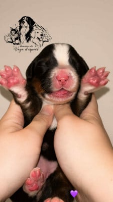 Les chiots de Bouvier Bernois