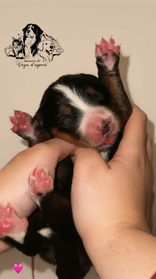 Les chiots de Bouvier Bernois