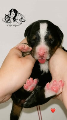 Les chiots de Bouvier Bernois