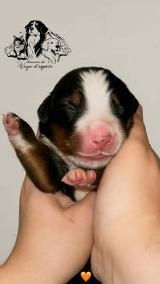 Les chiots de Bouvier Bernois