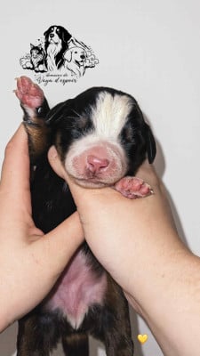 Les chiots de Bouvier Bernois