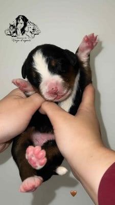 Les chiots de Bouvier Bernois