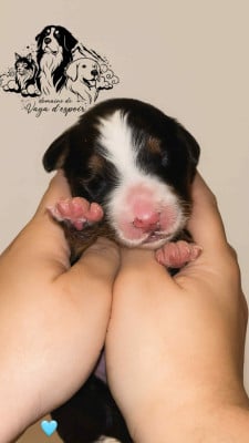 Les chiots de Bouvier Bernois