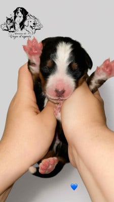 Les chiots de Bouvier Bernois