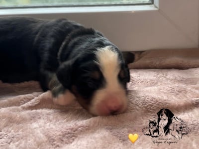 Les chiots de Bouvier Bernois