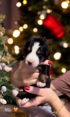 Les chiots de Bouvier Bernois