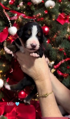Les chiots de Bouvier Bernois