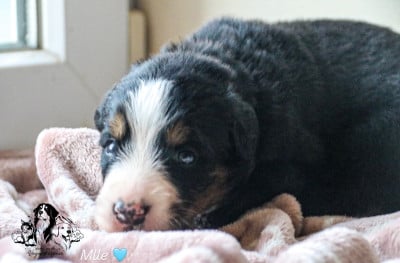 Les chiots de Bouvier Bernois