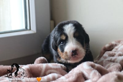 Les chiots de Bouvier Bernois