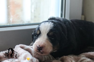 Les chiots de Bouvier Bernois