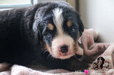 Les chiots de Bouvier Bernois