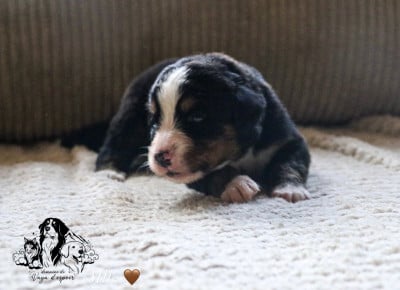 Les chiots de Bouvier Bernois