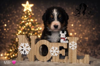 Les chiots de Bouvier Bernois